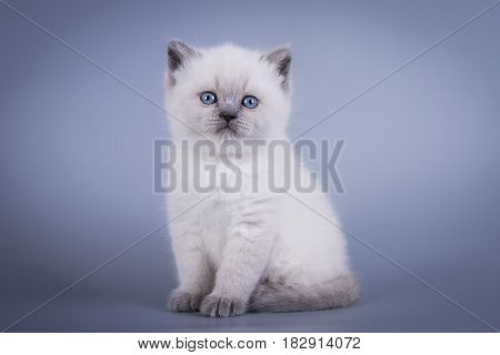 Scottish Fold small cute kitten blue colorpoint white
