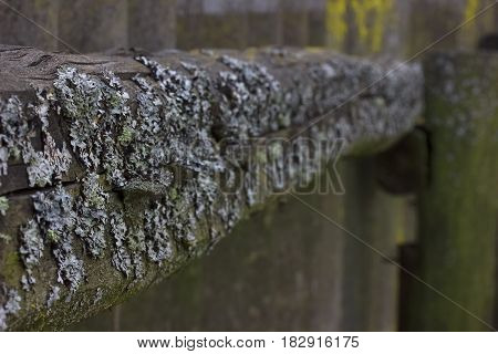 Wooden Fence Infected With Fungus Selective Focus.