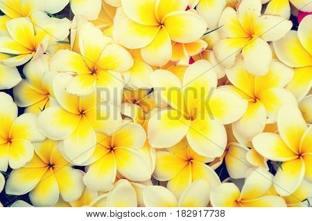 frangipani tropical flowers background