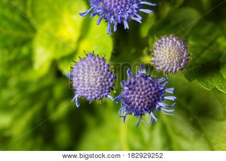 Flowers of a Blue Weed (Ageratum houstonianum) from Mexico.