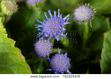 Flowers of a Blue Weed (Ageratum houstonianum) from Mexico.