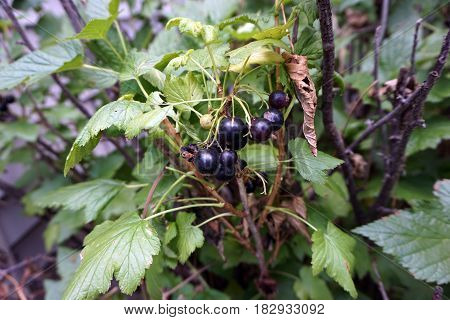Ripe black European currants on a blackcurrant bush (Ribes nigrum) in a garden during July.