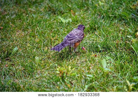 A young American robin (Turdus migratorius) stands on a lawn in Joliet, Illinois during July.