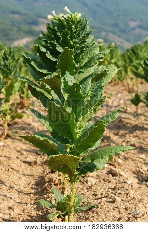 Blossoming tobacco plants in field on summer