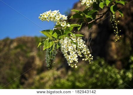 Flowering bird cherry. The branch of bird-cherry tree. Цветущая черему