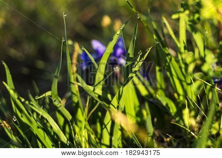 Clear droplets on green grass natural sunlight.