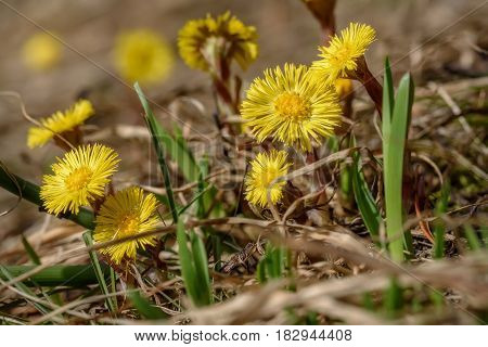 Floral background with the first spring yellow flowers of the mother-and-stepmother in the dry grass closeup