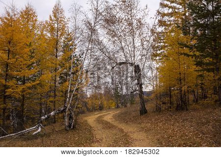 Golden autumn path in forest. Overhanging branches form a tunnel of gold and yellow. 