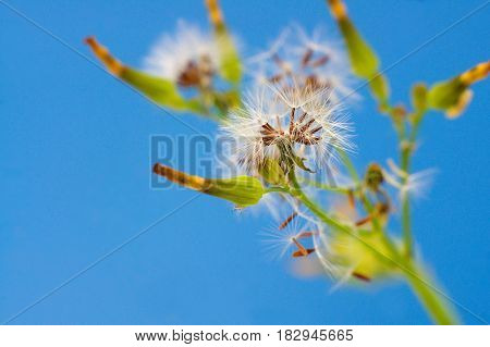 Fleabane seeds flower on blue sky background