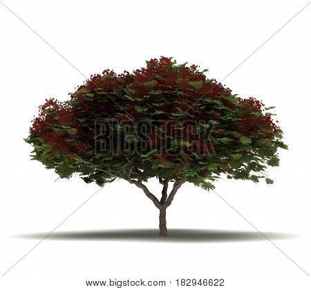 Single Flame Tree (isolated on white)  3D Rendering
