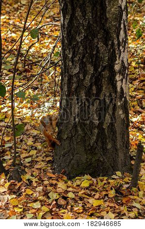 Squirrel in a tree looking curiously. Curious squirrel Autumn dry leaves