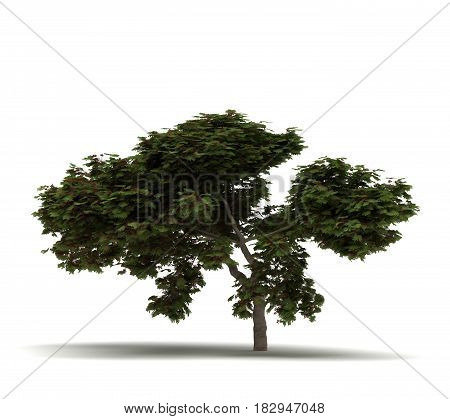 Single Flame Tree (isolated on white)  3D Rendering