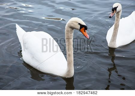 Two beautiful white swans on the water.