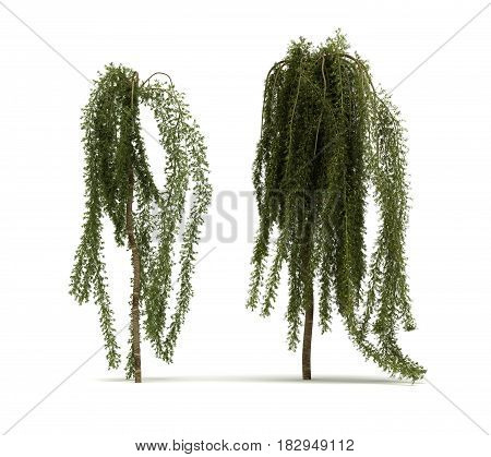 Two Walker Siberian Peashrub Tree (isolated white background) 3D Rendering
