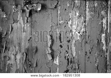 Black-and-white tone of abstract texture of the peeled-off paint for a background and for wallpaper