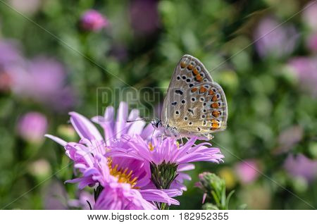 Butterfly of aricia agestis collects nectar on a bud of Astra Verghinas