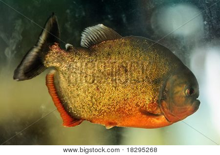 Piranha