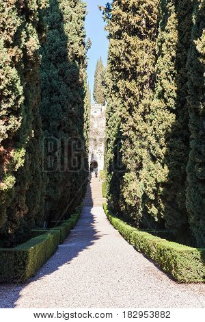 Alley In Giusti Garden In Verona In Spring