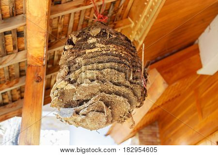 Wasp nest hornet nest hanging from the wooden eaves.