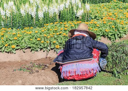 Chiang Mai, Thailand - January 20, 2017 : Gardeners planting flowers in Doi Intanon park.