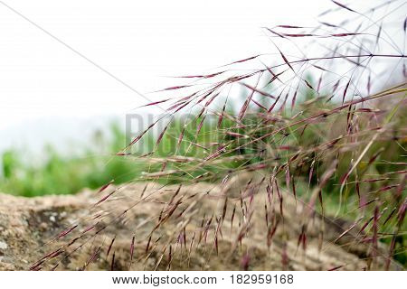 The gold beard grass on the mountain