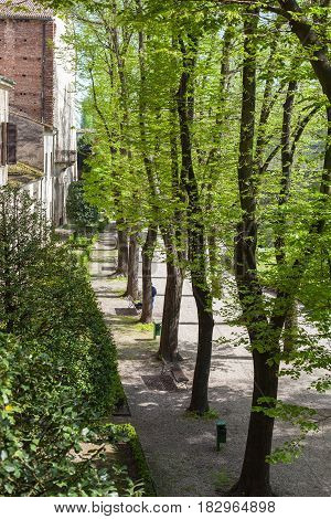 Green Trees In Urban Garden In Mantua In Spring