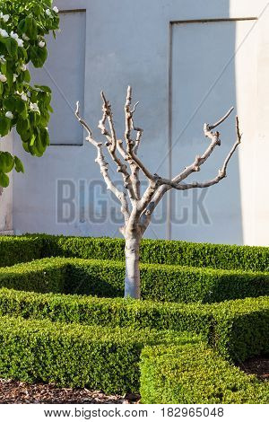 Truncated Fig Tree In Mantua City In Spring