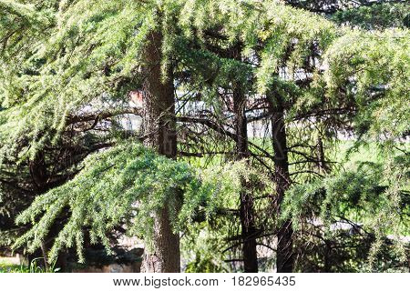 Pine Trees In Urban Garden In Verona City