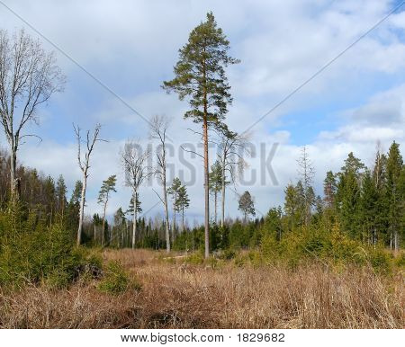 Bäume