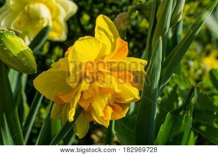 Double daffodils with green leaves at sunshine