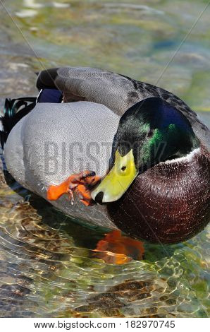Mallard Ducks. Anas platyrhynchos relaxing in pond scratchind a beak.
