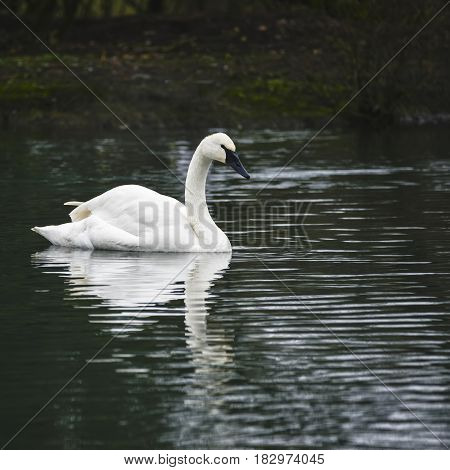 Eautiful Portrait Of Trumpeter Swan Cygnus Buccinator On Water In Spring