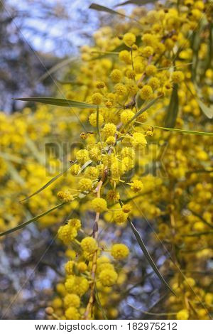 Acacia dealbata (known as silver wattle blue wattle or mimosa) growing outdoors