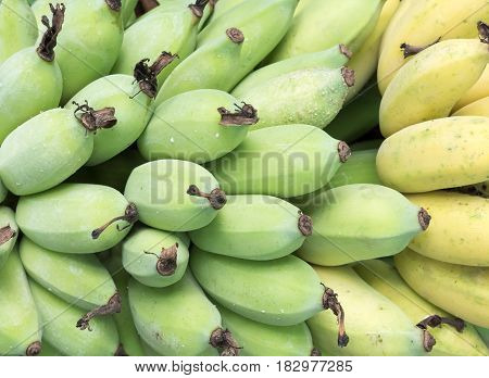 Banana bunch with the raw and rip banaan from the orgainc farm in the countryside of Thailand.