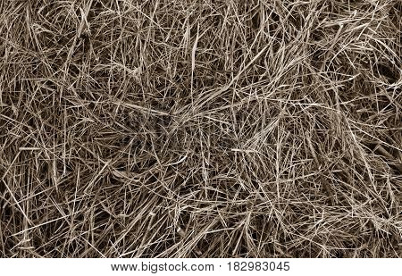 Detai lof  brown dead grass for background