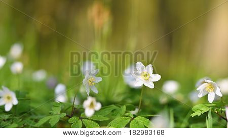 Spring white flowers in the grass Anemone (Isopyrum thalictroides)