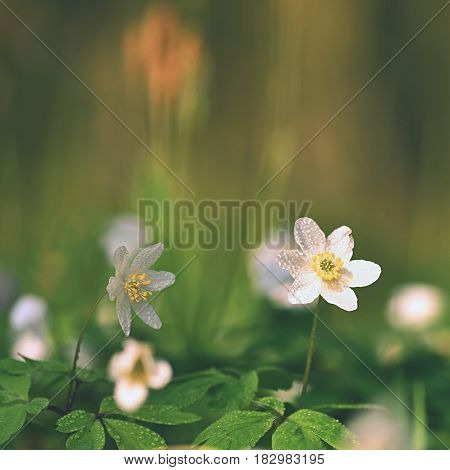 Spring white flowers in the grass Anemone (Isopyrum thalictroides)