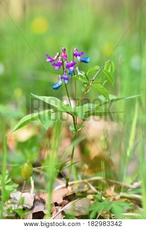 Beautiful blue-violet flower in a forest on a green natural background. Spring Pea (Lathyrus vernus)