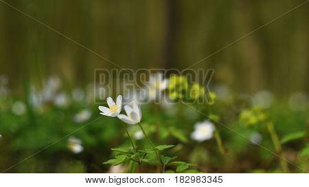 Spring white flowers in the grass Anemone (Isopyrum thalictroides)