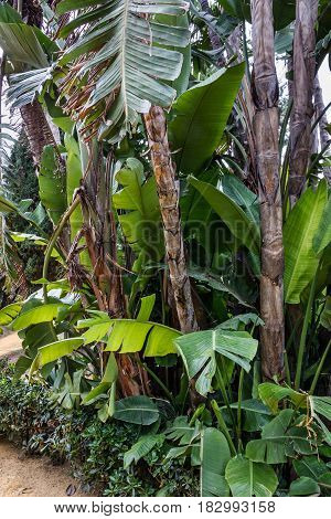 banana green trees in park, summer nature