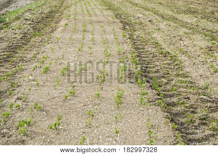Fertilized cultivated field, fertilized green lentil field, fertilizer and agriculture