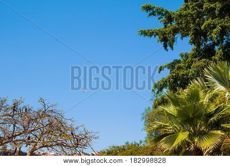 Path through the tropical plants garden in Gran Canaria Canary Islands Spain