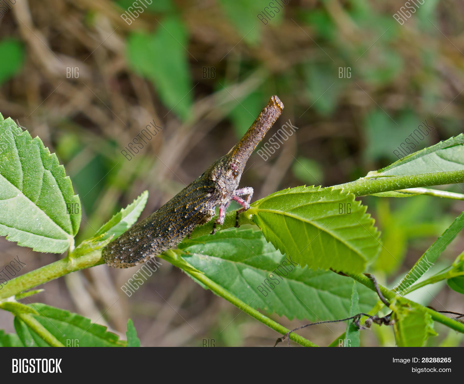 Image Preview