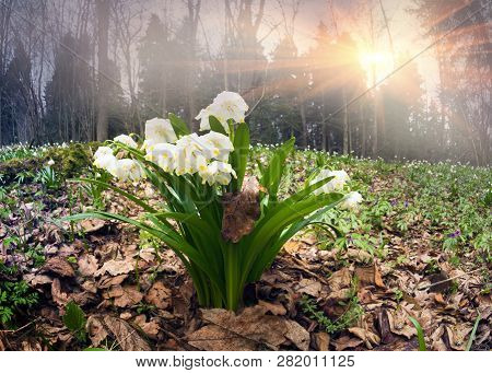 Sunrise In The Forest With Snowdrops