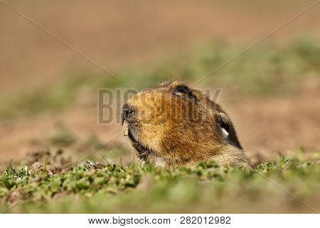 Close Up Of A Giant Mole-rat, Bale Mountains, Ethiopia.