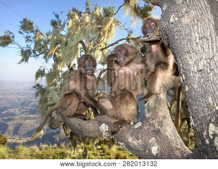 Close Up Of Playful Baby Gelada Monkeys Sitting In The Tree, Simien Mountains, Ethiopia.