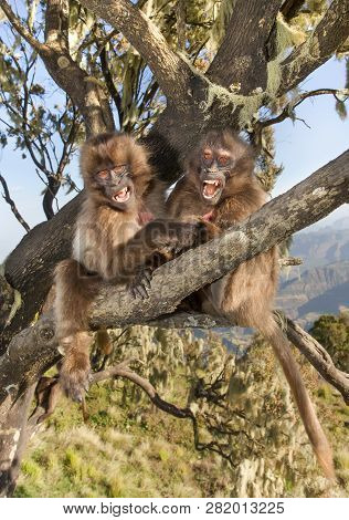 Close-up Of Baby Gelada Monkeys Playing In Tree, Simien Mountains, Ethiopia.