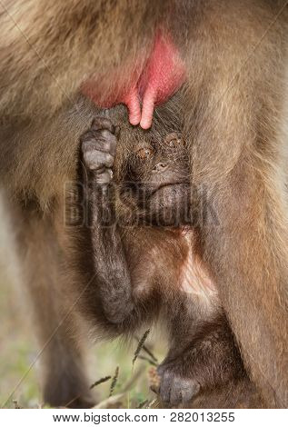 Close Up Of A Baby Gelada Monkey Suckling Milk From His Mother, Simien Mountains, Ethiopia.