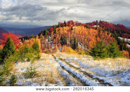 Cold Autumn In The Carpathians. Bright Colors After Snow Blizzard Is Very Beautiful Scenic, Beech, B