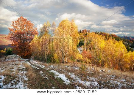 Golden Forest Ridge Sokilsky